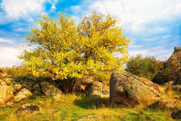 Autumn beautiful yellowed vegetation and gray stones covered with multi-colored lichen and moss in the nature of hills and picturesque ukraine
