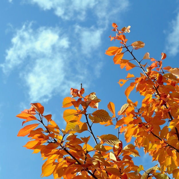 "Autumn branch at clear sky"