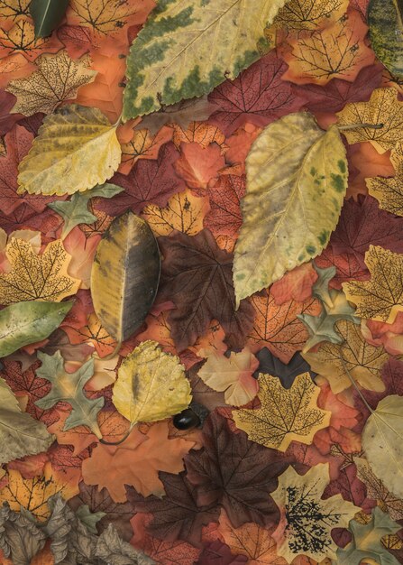 Autumn colored leaves texture