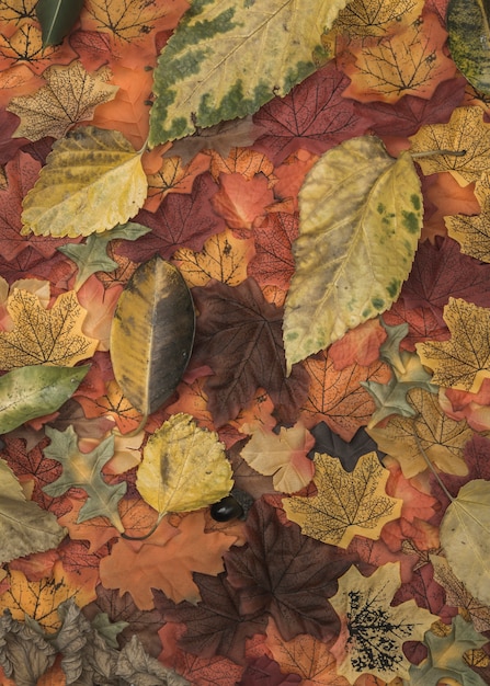 Autumn colored leaves texture