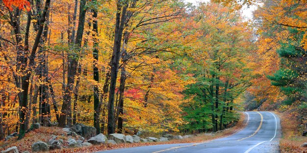 Autumn colorful foliage and natural landscape panorama.