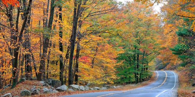 秋の色鮮やかな葉と自然の風景のパノラマ。