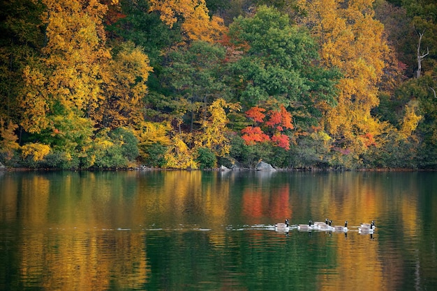秋の色鮮やかな葉と自然の風景。