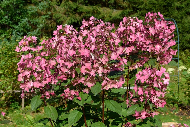 アジサイのバラの茂みの秋の色 松林を背景にカントリーコテージの庭に咲くあじさいの花 プレミアム写真