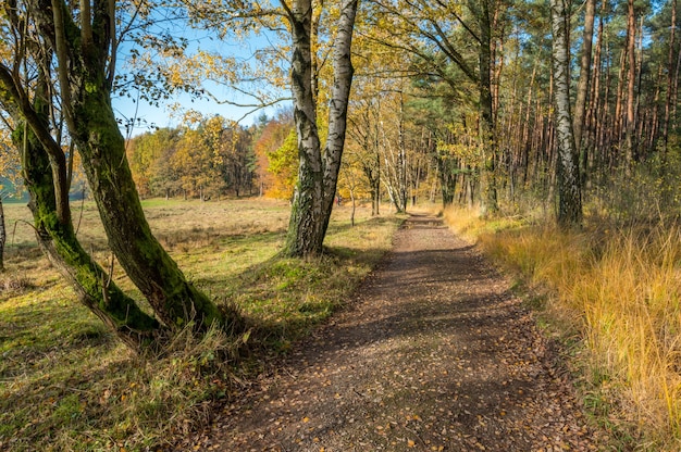 Autumn colors in teh Odenwald