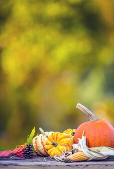 Осенняя концепция. тыквы, кукурузные початки и листья в саду на деревянных фоне.