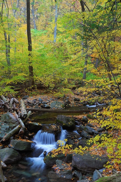 Autumn creek in forest