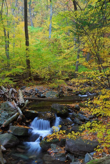 森の中の秋の小川