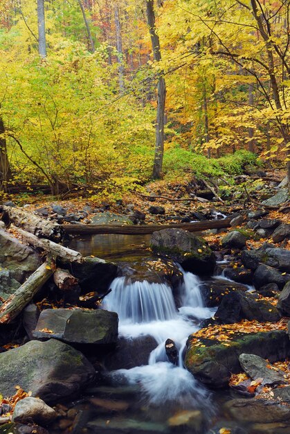 森の中の秋の小川
