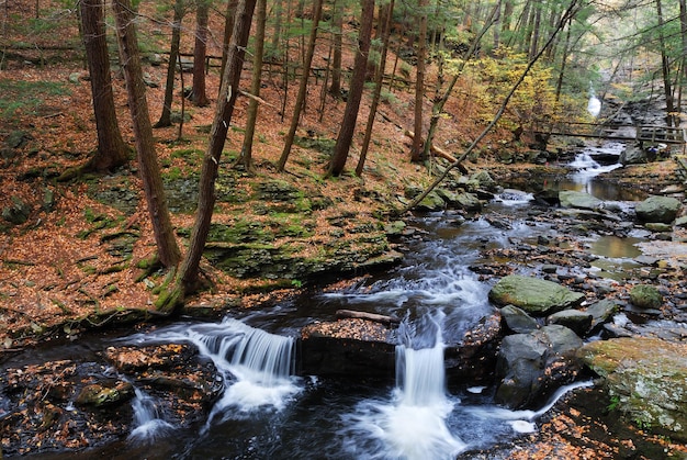無料写真 葉のある森の中の秋の小川