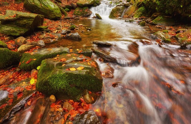 Autumn creek woods with yellow trees foliage and rocks in forest