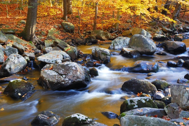 Осенний ручей в лесу