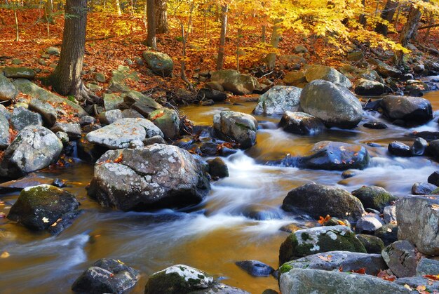 Осенний ручей в лесу