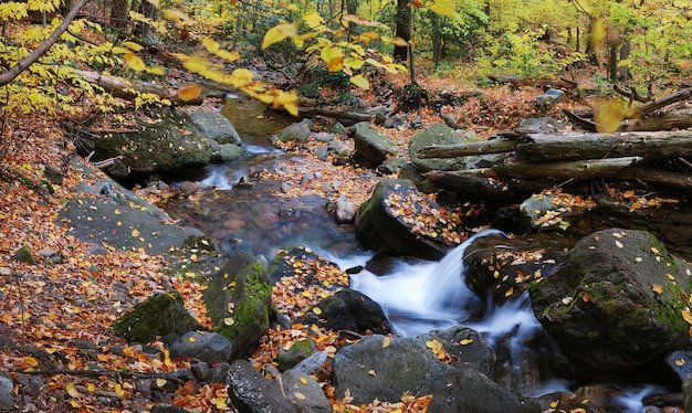 Бесплатное фото Осенний ручей