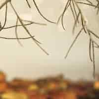 Free photo autumn dry branches on blurry multicolored background