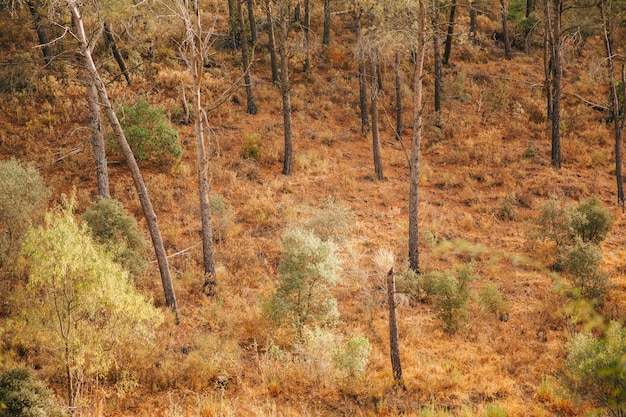 Autumn environment