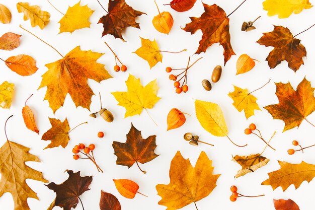 Autumn flat lay background on white