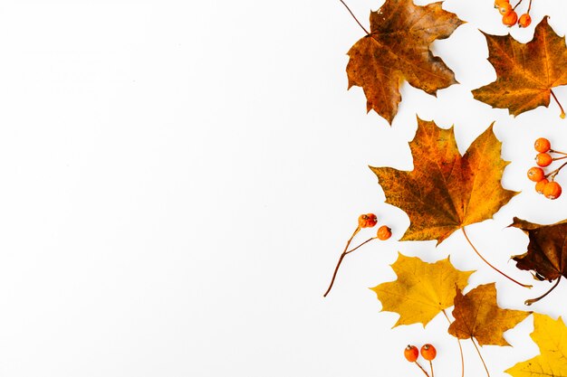 Autumn flat lay background on white