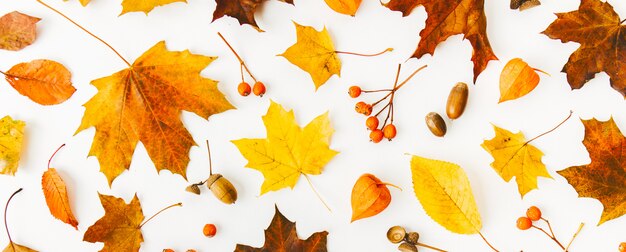 Autumn flat lay background on white