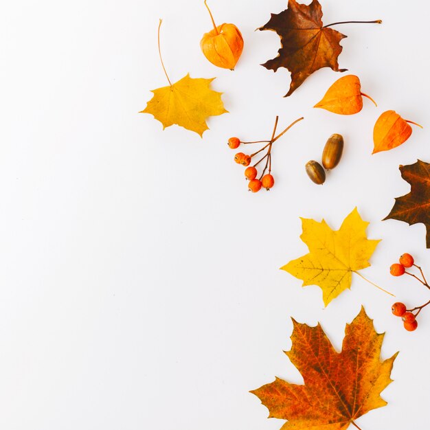 Autumn flat lay background on white