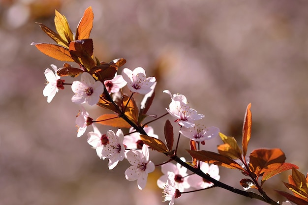 「枝の秋の花」