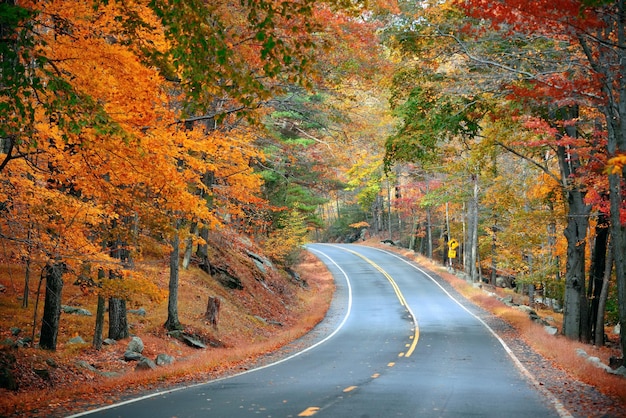 Autumn foliage in forest with road.