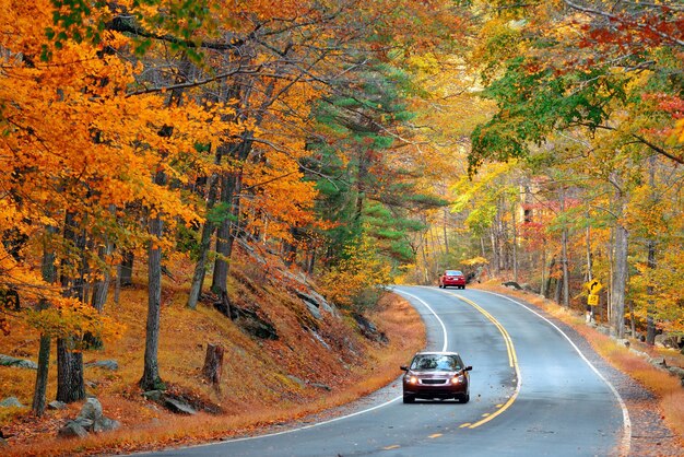 Autumn foliage in forest with road.