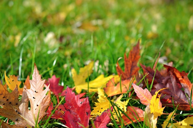 "Autumn foliage on grass"