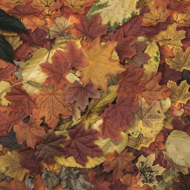 Autumn foliage scattered on space