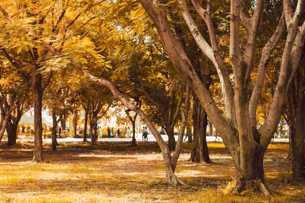 金色の葉を照らす暖かい光の光線とシーンにつながる歩道のある秋の森の風景