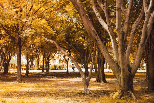 금빛 단풍을 비추는 따뜻한 빛과 장면으로 이어지는 보도가있는 가을 숲 풍경