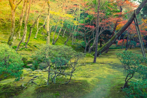 Autumn forest with river ( Filtered image processed vintage effe