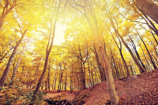 森の中の秋。