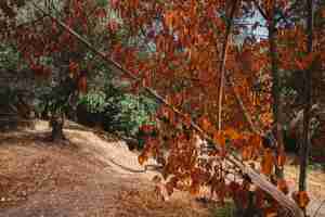 Foto gratuita foresta di autunno