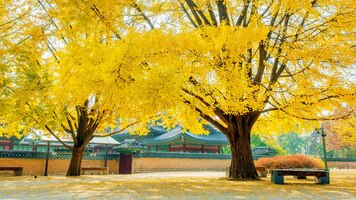 autumn in gyeongbokgung palace,south korea.