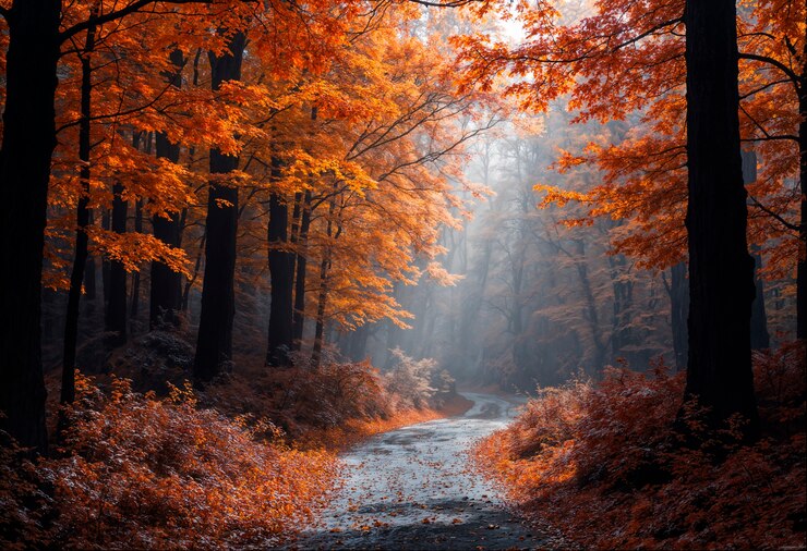 Free Photo autumn landscape of forestry road