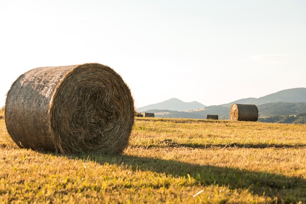 Autumn landscape with big rolls of hays