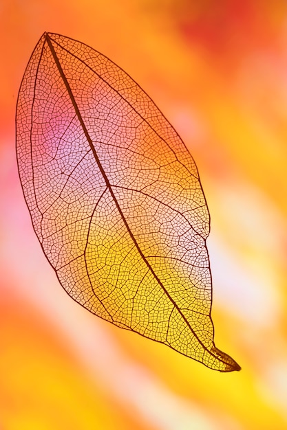 Autumn leaf with yellow and orange