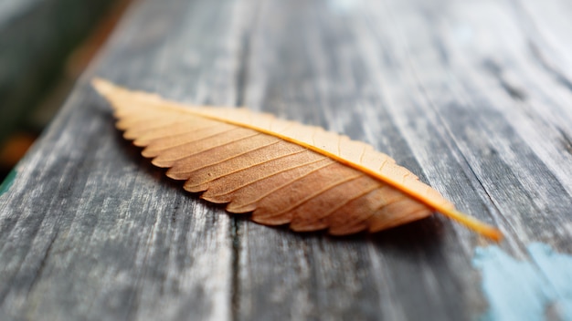 Foto gratuita foglia di autunno su una superficie di legno in un parco