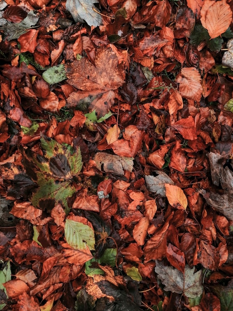 Autumn leaves background