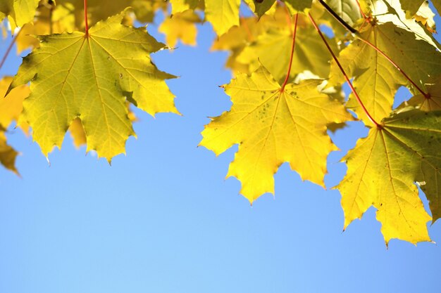"Autumn leaves and clear sky"