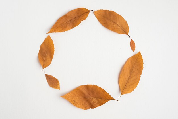 円を描く秋の葉