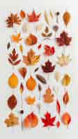 Foto gratuita composizione delle foglie d'autunno