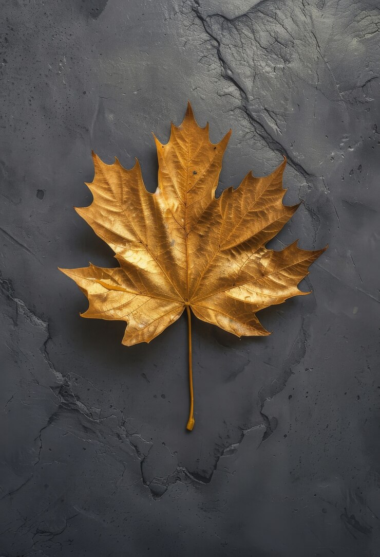 Free Photo autumn leaves composition