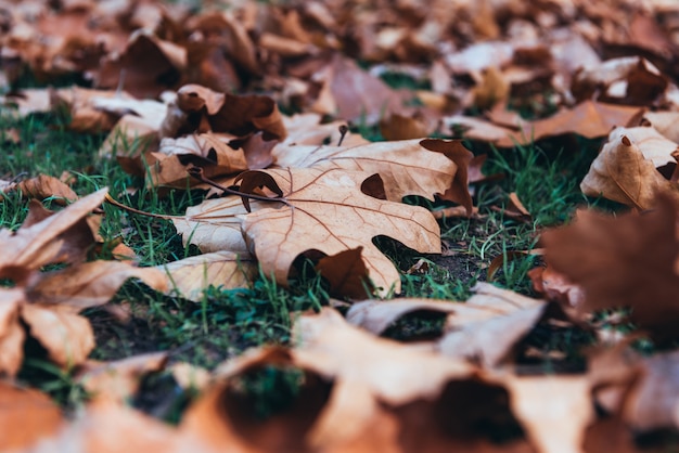 autumn leaves in fall park