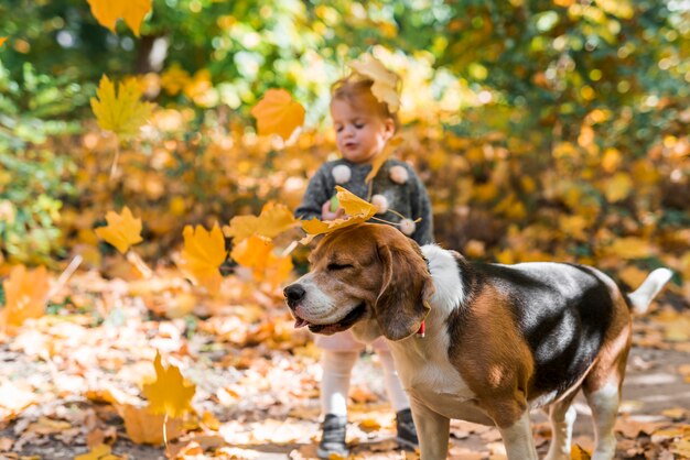 Autumn leaves falling on beagle dog and girl in forest
