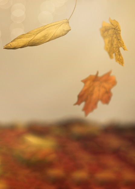 Autumn leaves falling on multicolored surface