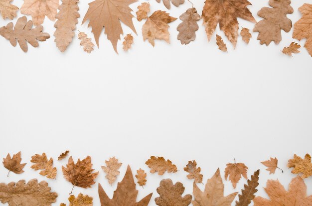 Осенние листья плоские лежал с копией пространства