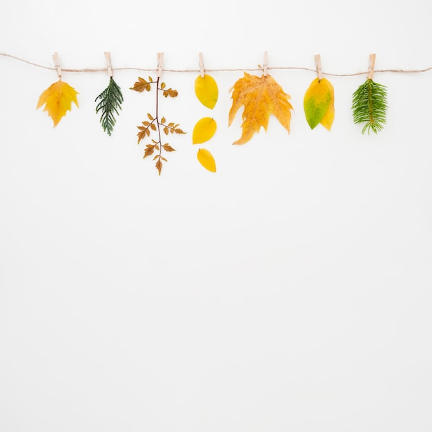 Autumn leaves flat lay with copy space