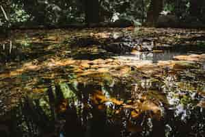 Foto gratuita foglie d'autunno galleggianti sul lago